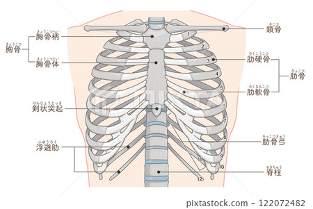 Illustration of the chest and ribs 122072482