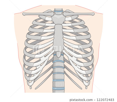 胸部區域和肋骨的插圖 肋骨插圖 胸部區域和肋骨的插圖 肋骨插圖 122072483