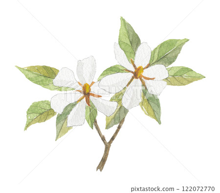Gardenia flower painted in watercolor Gardenia flower painted in watercolor 122072770