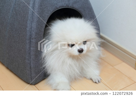 Pomeranian dog relaxing on bed indoors 122072926