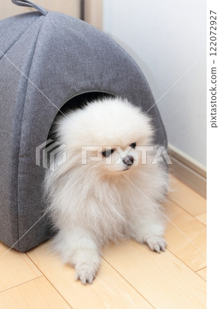我的狗博美犬正在室內的床上放鬆。 122072927