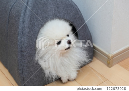 Pomeranian dog relaxing on bed indoors Pomeranian dog relaxing on bed indoors 122072928