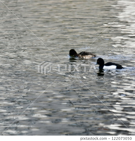 Tufted duck 122073050