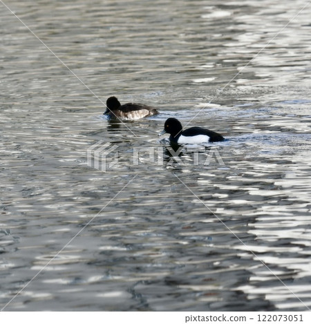 Tufted duck 122073051