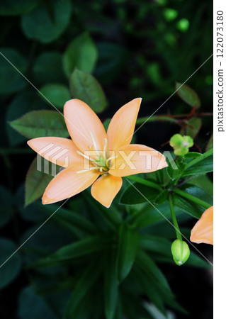 Lily flower Lily flower 122073180