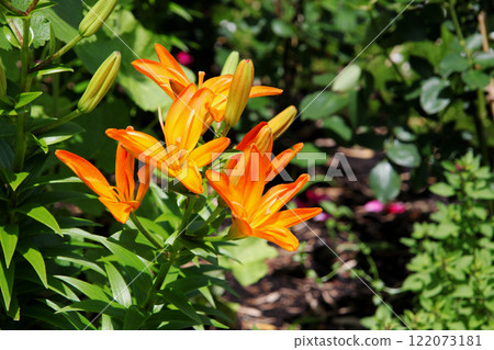 Lily flower Lily flower 122073181