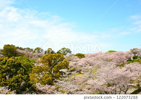 Cherry blossoms in full bloom against the blue sky 122073288