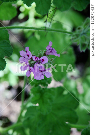 居中的天竺葵 122073437