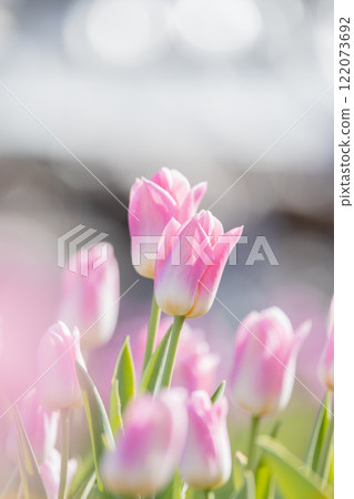 船橋安徒生公園的鬱金香 122073692