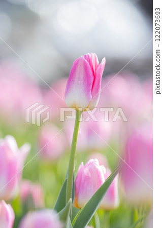 Tulips at Funabashi Andersen Park Tulips at Funabashi Andersen Park 122073693