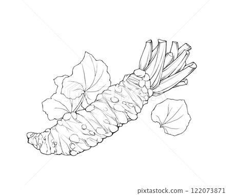 Realistic line drawing illustration of wasabi rhizome and leaves 122073871