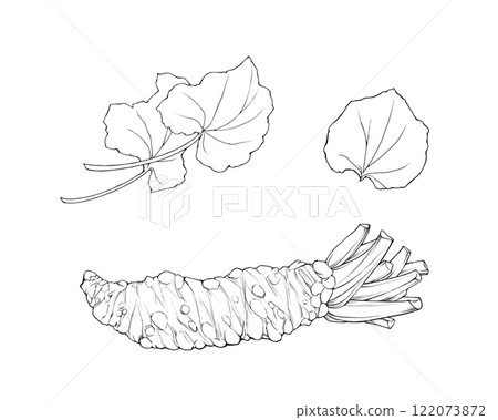 芥末根莖和葉子的逼真線條畫插圖集 芥末根莖和葉子的逼真線條畫插圖集 122073872
