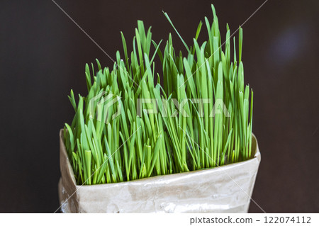Lush cat grass Lush cat grass 122074112