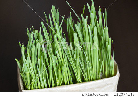 Lush cat grass Lush cat grass 122074113