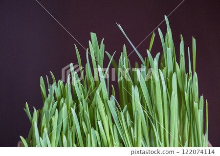 Lush cat grass Lush cat grass 122074114