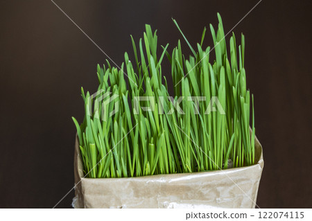 Lush cat grass Lush cat grass 122074115