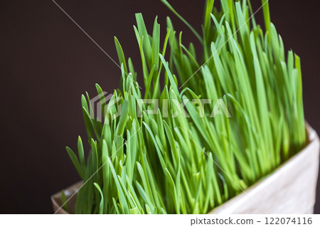 Lush cat grass Lush cat grass 122074116