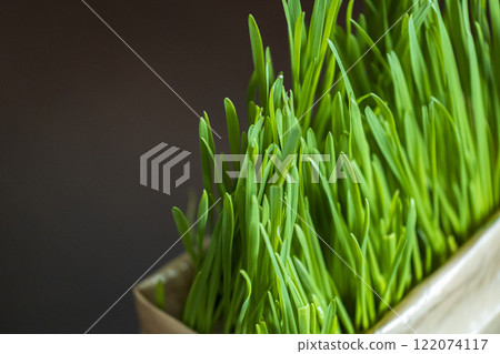 Lush cat grass Lush cat grass 122074117