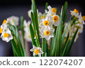 Fresh daffodil flowers 122074207