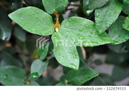 ficus pumila or climbing fig or MORACEAE and dew drop ficus pumila or climbing fig or MORACEAE and dew drop 122074533