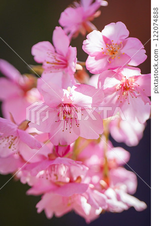 河津櫻花與美麗的粉紅色花瓣 122074888