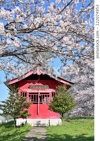 Minuma rice fields: Minuma Benzaiten cherry blossom trees Kataya Shinden Saitama city 122074953