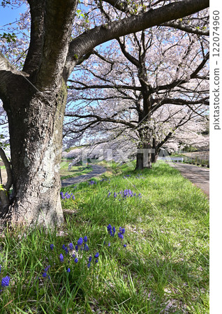 皆田田：櫻花樹、穆斯卡里叢、埼玉市片谷新田 122074960