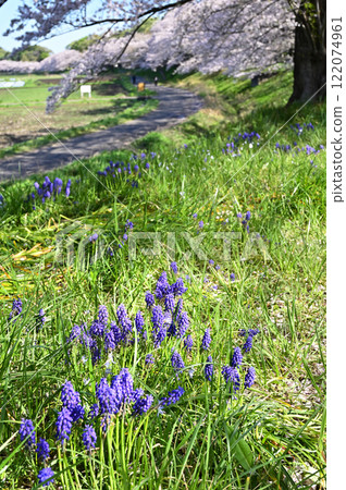 Minumada領域：穆斯卡里叢Kadaya Shinden埼玉市 122074961