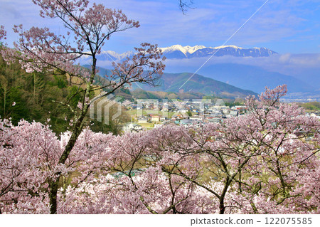 Cherry blossoms at Takato Castle Park, Central Alps (Ina City, Nagano Prefecture) Cherry blossoms at Takato Castle Park, Central Alps (Ina City, Nagano Prefecture) 122075585