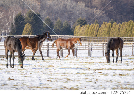 Winter thoroughbred breeding farm, 1-year-old horses, race horses, Abira-cho, Hokkaido 122075795
