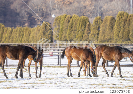 Winter thoroughbred breeding farm, 1-year-old horses, race horses, Abira-cho, Hokkaido 122075798