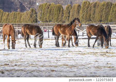 Winter thoroughbred breeding farm, 1-year-old horses, race horses, Abira-cho, Hokkaido Winter thoroughbred breeding farm, 1-year-old horses, race horses, Abira-cho, Hokkaido 122075803