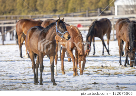 Winter thoroughbred breeding farm, 1-year-old horses, race horses, Abira-cho, Hokkaido Winter thoroughbred breeding farm, 1-year-old horses, race horses, Abira-cho, Hokkaido 122075805