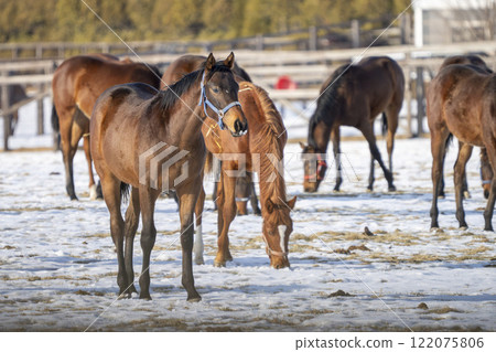 Winter thoroughbred breeding farm, 1-year-old horses, race horses, Abira-cho, Hokkaido Winter thoroughbred breeding farm, 1-year-old horses, race horses, Abira-cho, Hokkaido 122075806