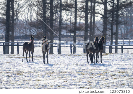 Winter thoroughbred breeding farm, 1-year-old horses, race horses, Abira-cho, Hokkaido 122075810