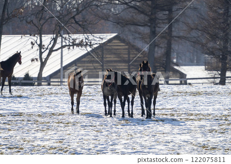 Winter thoroughbred breeding farm, 1-year-old horses, race horses, Abira-cho, Hokkaido 122075811