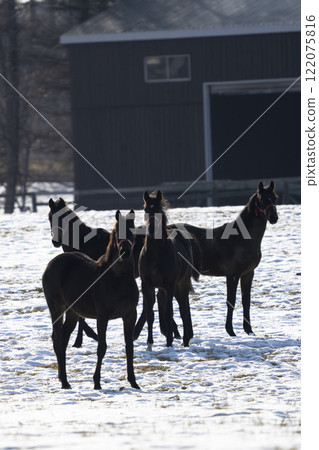 冬季純種馬生產農場,1歲馬,賽馬,北海道安平町 冬季純種馬生產農場,1歲馬,賽馬,北海道安平町 122075816