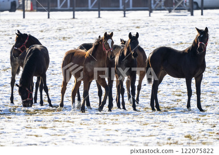 Winter thoroughbred breeding farm, 1-year-old horses, race horses, Abira-cho, Hokkaido Winter thoroughbred breeding farm, 1-year-old horses, race horses, Abira-cho, Hokkaido 122075822