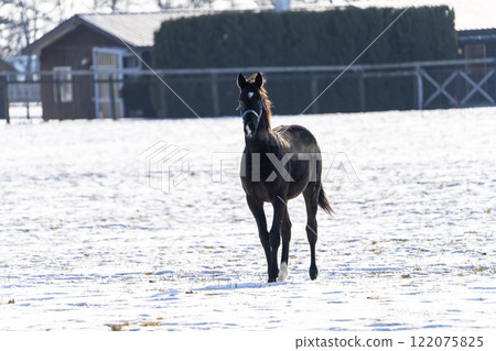 Winter thoroughbred breeding farm, 1-year-old horses, race horses, Abira-cho, Hokkaido Winter thoroughbred breeding farm, 1-year-old horses, race horses, Abira-cho, Hokkaido 122075825