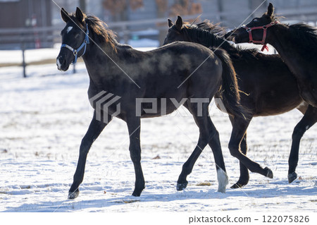 Winter thoroughbred breeding farm, 1-year-old horses, race horses, Abira-cho, Hokkaido 122075826