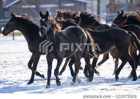 Winter thoroughbred breeding farm, 1-year-old horses, race horses, Abira-cho, Hokkaido Winter thoroughbred breeding farm, 1-year-old horses, race horses, Abira-cho, Hokkaido 122075828