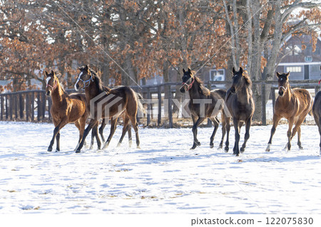 Winter thoroughbred breeding farm, 1-year-old horses, race horses, Abira-cho, Hokkaido 122075830