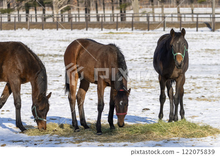 冬季純種馬生產農場,1歲馬,賽馬,北海道安平町 冬季純種馬生產農場,1歲馬,賽馬,北海道安平町 122075839