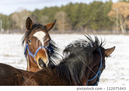 Winter thoroughbred breeding farm, 1-year-old horses, race horses, Abira-cho, Hokkaido 122075843