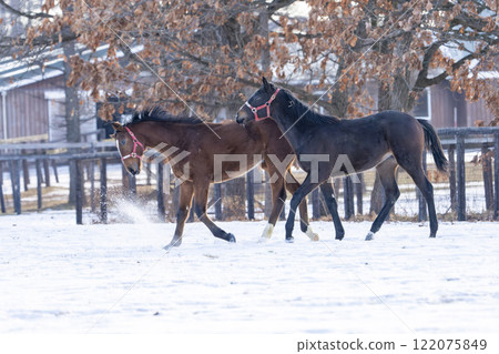 Winter thoroughbred breeding farm, 1-year-old horses, race horses, Abira-cho, Hokkaido 122075849
