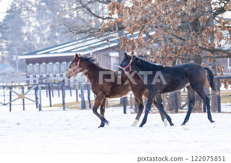 Winter thoroughbred breeding farm, 1-year-old horses, race horses, Abira-cho, Hokkaido Winter thoroughbred breeding farm, 1-year-old horses, race horses, Abira-cho, Hokkaido 122075851