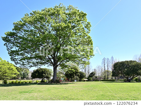 皆田農場:埼玉市大崎公園草坪廣場 皆田農場:埼玉市大崎公園草坪廣場 122076234