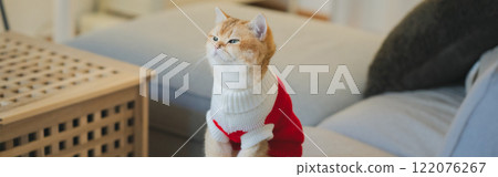 pet care concept with british cat wear cloth and play with owner in living room pet care concept with british cat wear cloth and play with owner in living room 122076267