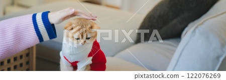 pet care concept with british cat wear cloth and play with owner in living room pet care concept with british cat wear cloth and play with owner in living room 122076269