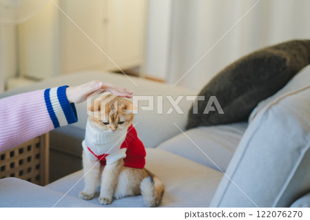 pet care concept with british cat wear cloth and play with owner in living room 122076270